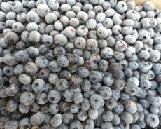 Голубика замороженная